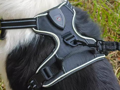 Close-up of contour harness fabric, trim, buckle and switch on a dog